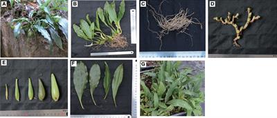 The gastrodin biosynthetic pathway in Pholidota chinensis Lindl. revealed by transcriptome and metabolome profiling